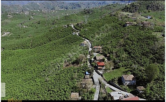 FATSA ILICA KAYAKÖY MAH. YOL ÜZERİ ANA YOLA CEPHE SATILIK ARAZİ